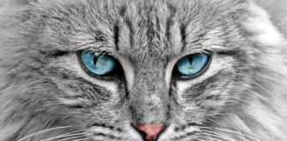 Southern Utah Adoptable Pets Guide southern utah adoptable pets Cover Jan 17 2020