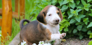 Southern Utah Adoptable Pets Guide southern utah adoptable pets Cover Jan 24 2020