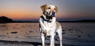 Southern Utah Adoptable Pets Guide southenr utah adoptable pets Cover Jan 3 2020