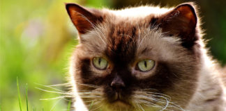 Southern Utah Adoptable Pets Guide southern utah adoptable pets Cover Jan 30 2020