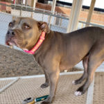 southern utah adoptable pets Fera