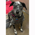 southern utah adoptable pets Jobi