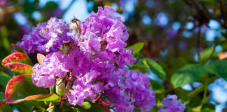 Arbor Day Foundation offers 10 flowering trees or five Crapemyrtles for $10 Local residents can ring in the New Year with 10 flowering trees by joining the Arbor Day Foundation any time during January.