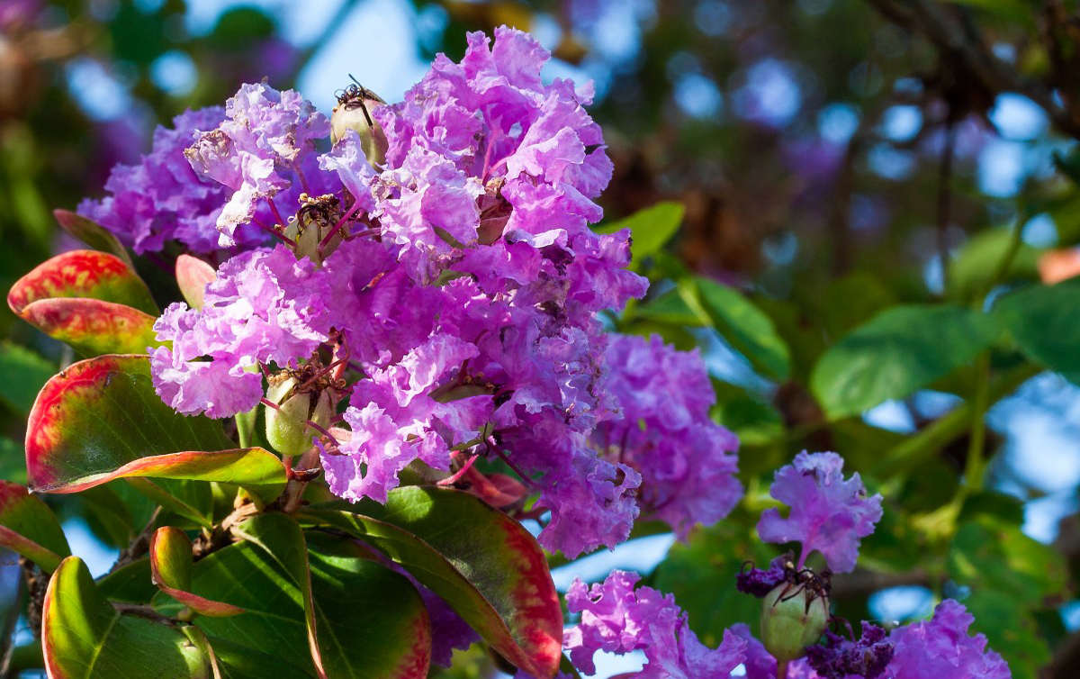 Arbor Day Foundation offers 10 flowering trees or five Crapemyrtles for