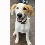 southern utah adoptable pets Pyper