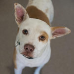 southern utah adoptable pets Roper