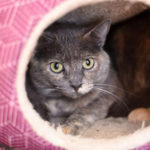 southern utah adoptable pets Rosie