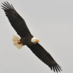 See the national bird during Utah’s Bald Eagle Month The Utah Division of Wildlife Resources is hosting an event where you can see eagles and learn more about them during Bald Eagle Month.