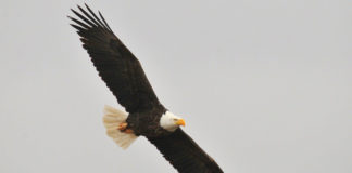 See the national bird during Utah’s Bald Eagle Month The Utah Division of Wildlife Resources is hosting an event where you can see eagles and learn more about them during Bald Eagle Month.
