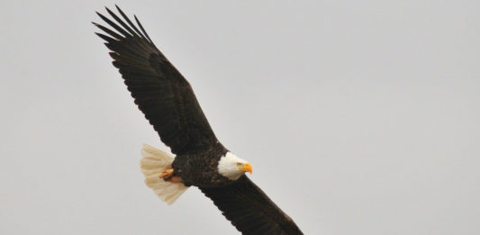 The Utah Division of Wildlife Resources is hosting an event where you can see eagles and learn more about them during Bald Eagle Month.