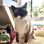 southern utah adoptable pets Tropic