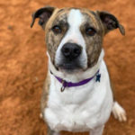 southern utah adoptable pets Tupi