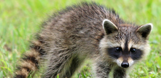 Utahns often come across baby wildlife while recreating outdoors, but it is important not to pick them up or take them home.