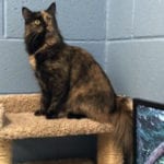 southern utah adoptable pets Cloe