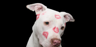 Southern Utah Adoptable Pets Guide southren utah adoptable pets Cover Feb 14 2020