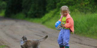 Southern Utah Adoptable Pets Guide southern utah adoptable pets Cover Feb 21 2020