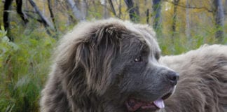 Southern Utah Adoptable Pets Guide southern utah adoptable pets Cover Feb 28 2020