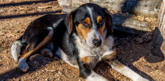 Southern Utah Adoptable Pets Guide southern utah adoptable pets Cover Feb 7 20201