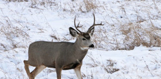 Don’t feed deer or other wildlife due to public safety concerns, health of animals UDW officials are reminding the public not to feed wildlife after corn was discovered in the gut of a deer that recently died of chronic wasting disease.
