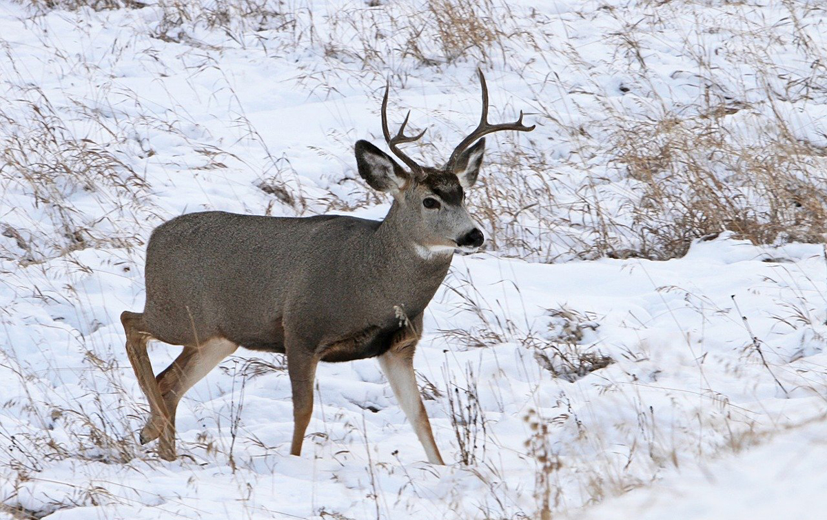 UDW officials are reminding the public not to feed wildlife after corn was discovered in the gut of a deer that recently died of chronic wasting disease.