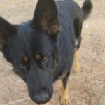 southern utah adoptable pets Jax