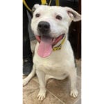 southern utah adoptable pets Petey