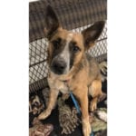 southern utah adoptable pets Rocky