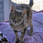 southern utah adoptable pets Shadow2