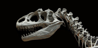 St. George Dinosaur Discovery Site hosts week of activities Join us in celebrating the 20th Anniversary of the St. George Dinosaur Discovery Site with a week of activities.