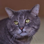 southern utah adoptable pets Tomcat