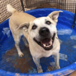 southern utah adoptable pets Tonya