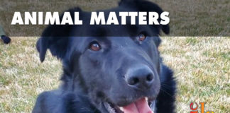 Murphy’s purpose When Providing Animals With Support found Murphy, barbed wire was wrapped around his leg and had cut down through the cartilage and tendons to the bone.