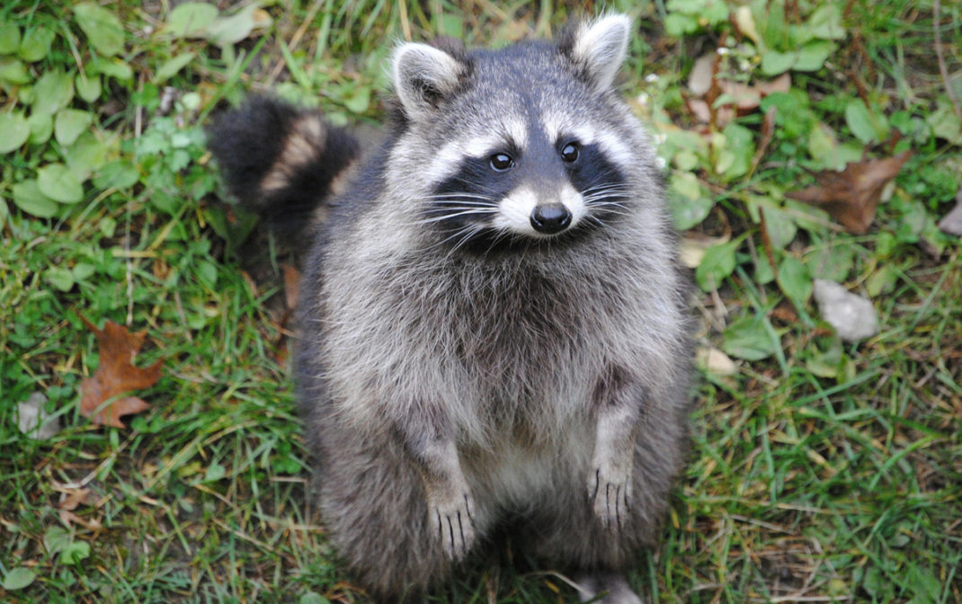 Wild Animals Are Not Pets - The Independent | News Events Opinion More