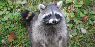 Wild Animals Are Not Pets Wild animals are not pets. Besides the harm that could occur to wild animals kept in homes, keeping wildlife as pets poses great danger to humans.