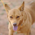 southern utah adoptable pets Adel