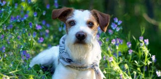 Southern Utah Adoptable Pets Guide southern utah adoptable pets Cover March 13 2020