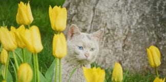 Southern Utah Adoptable Pets Guide southern utah adoptable pets Cover March 6 2020