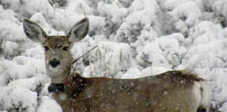 DWR launches new website highlighting wildlife migration across Utah Utah is doing something that only a few other states are: real-time tracking of wildlife. And now some of that data will be available to the public.