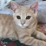 southern utah adoptable pets Dyson