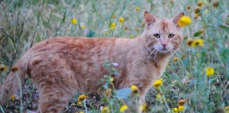 Southern Utah Adoptable Pets Guide