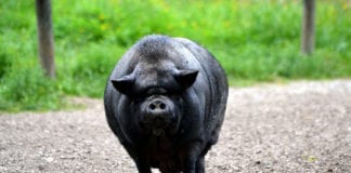 Southern Utah Adoptable Pets Guide