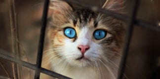 Southern Utah Adoptable Pets Guide