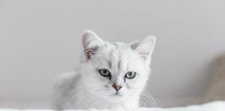 Southern Utah Adoptable Pets Guide