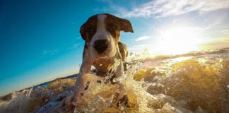 Southern Utah Adoptable Pets Guide