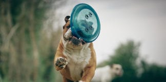 Southern Utah Adoptable Pets Guide