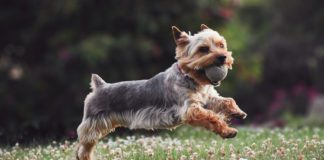 Southern Utah Adoptable Pets Guide