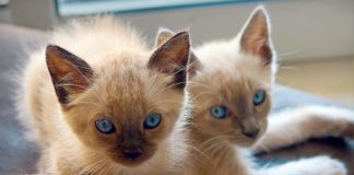 Southern Utah Adoptable Pets Guide