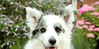 Southern Utah Adoptable Pets Guide