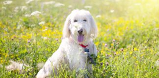 Southern Utah Adoptable Pets Guide