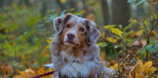 Southern Utah Adoptable Pets Guide